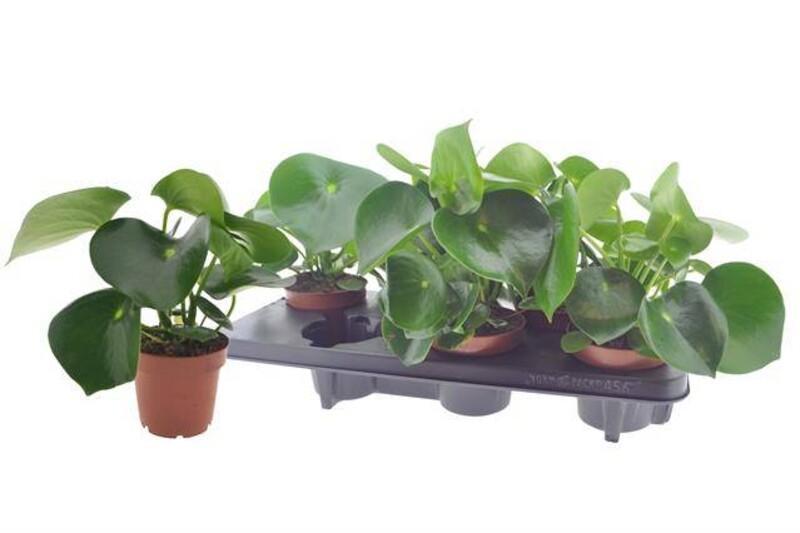 Peperomia polybotrya Raindrop