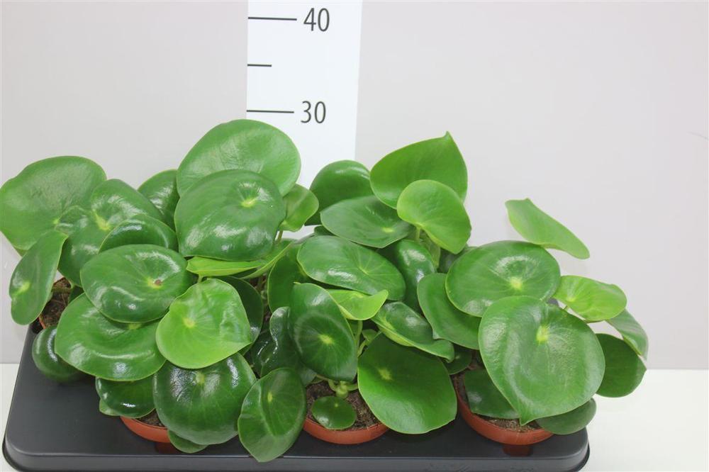 Peperomia polybotrya Raindrop