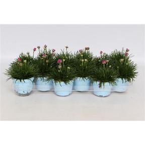 Armeria mix
