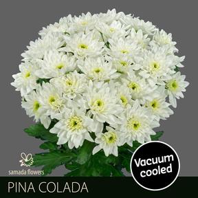 Chrys tr pina colada