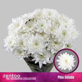 Chrys tr pina colada