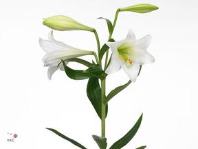 Lilium lf white heaven