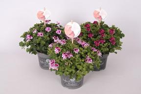 Pelargonium grandiflorum Angel Eyes