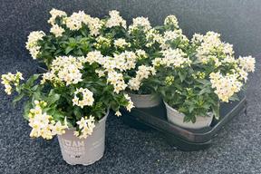 Solanum jasminoides