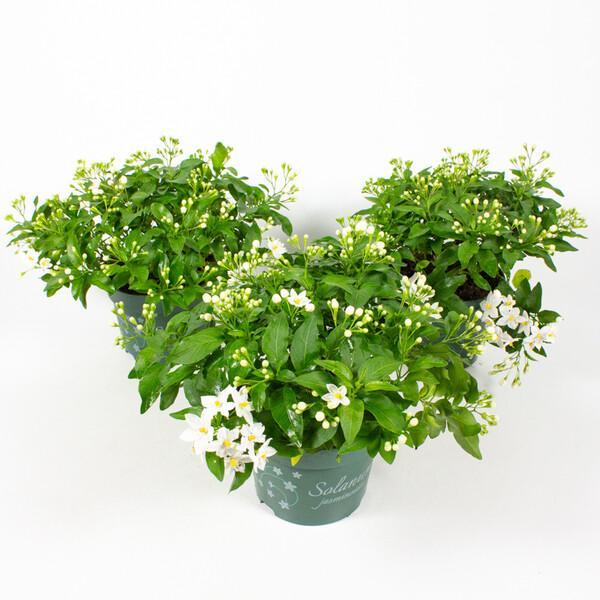 Solanum jasminoides 