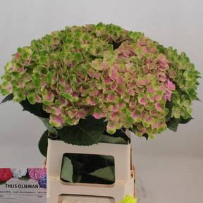 Hydrangea mag amethyst