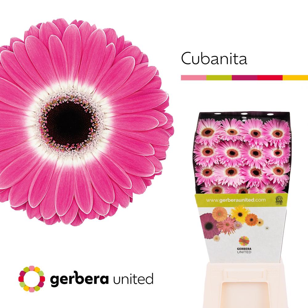 Gerbera diamond cubanita