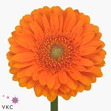 Germini plastic cuby