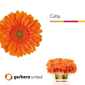 Germini plastic cuby