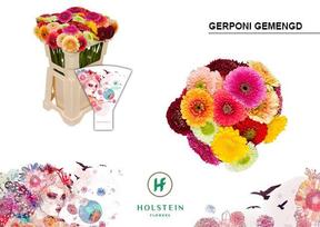 Germini plastic pomponi mix