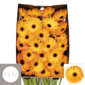 Gerbera diamond catwalk