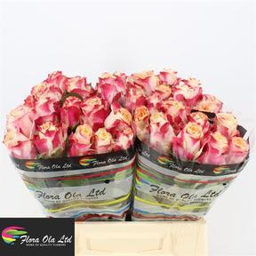 Rosa gr chapeau