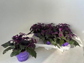 Gynura Purple Passion