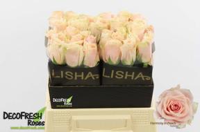 Rosa gr harmony in peach