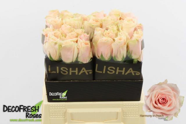 Rosa gr harmony in peach