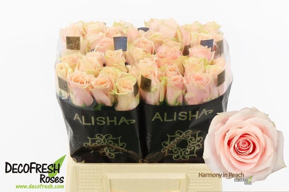 Rosa gr harmony in peach