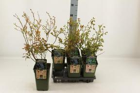 Vaccinium corymbosum