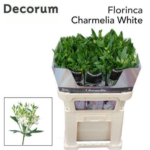 Alstro tr charmelia white