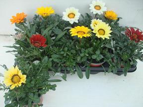 Gazania mix