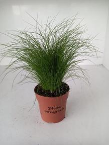 Stipa tenuifolia
