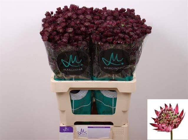 Astrantia star of love