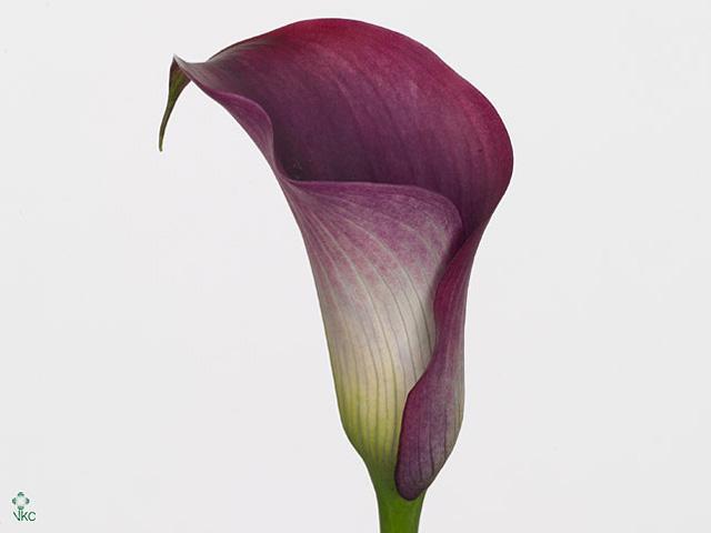 Zantedeschia captain promise