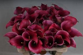 Zantedeschia captain promise