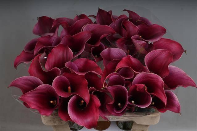 Zantedeschia captain promise