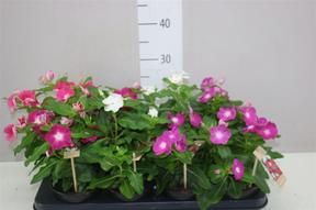Catharanthus mix