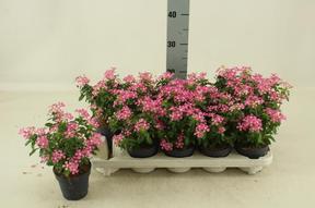Catharanthus mix