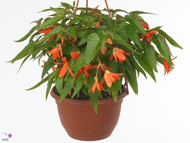 Begonia závěs CZ