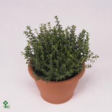 Thymus mix
