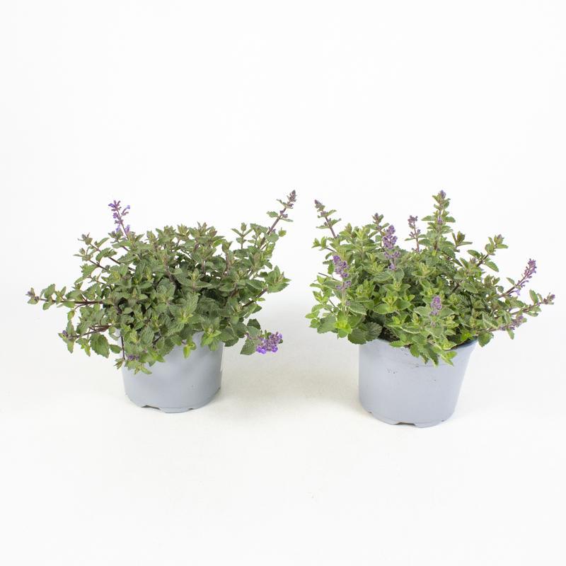 Nepeta faasseenii