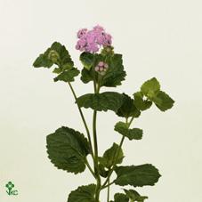 Ageratum blue horizon