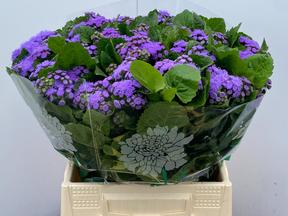 Ageratum blue horizon