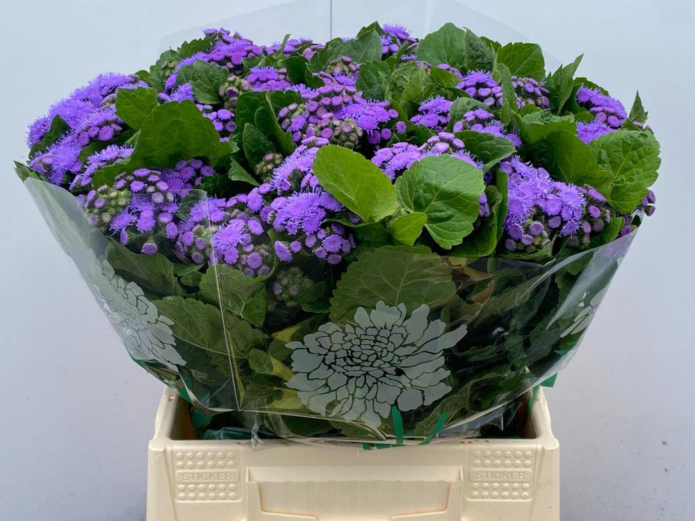 Ageratum blue horizon