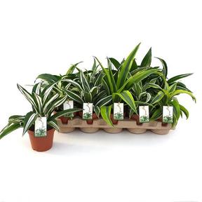 Dracaena fragrans mix