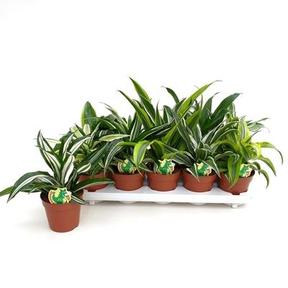 Dracaena fragrans mix