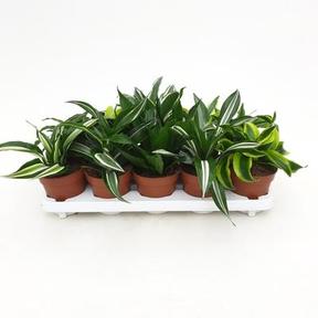 Dracaena fragrans mix