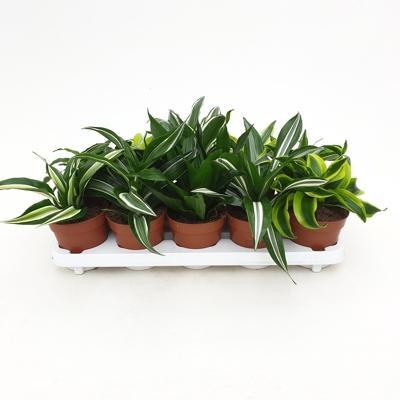 Dracaena fragrans mix