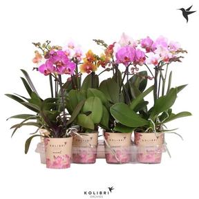 Phalaenopsis mix 1tak