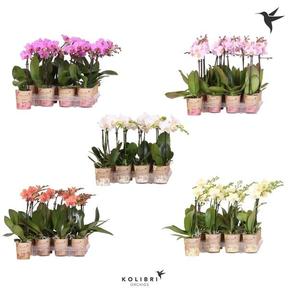 Phalaenopsis mix 1tak