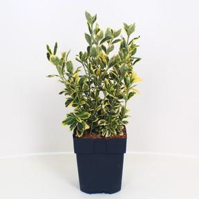 Euonymus japonicus Marieke