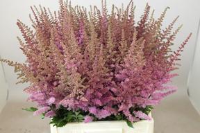 Astilbe maggie daley