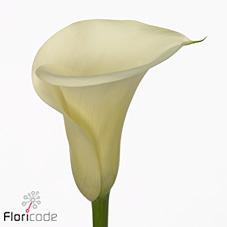 Zantedeschia snowstar