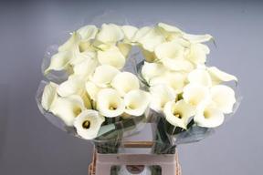 Zantedeschia snowstar