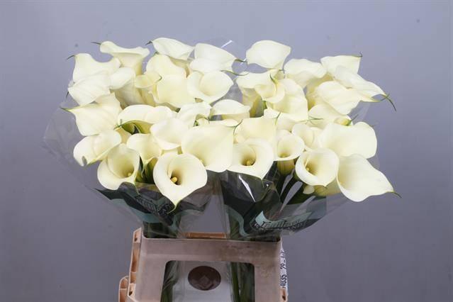 Zantedeschia snowstar