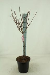 Hydrangea paniculata kmen