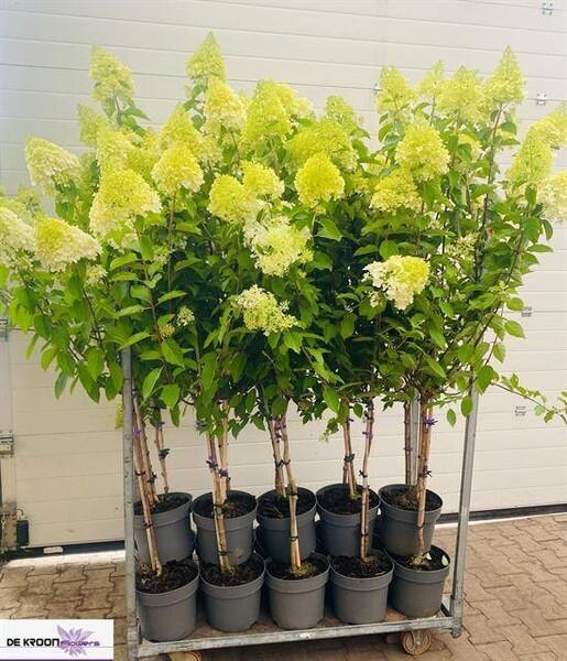 Hydrangea paniculata kmen