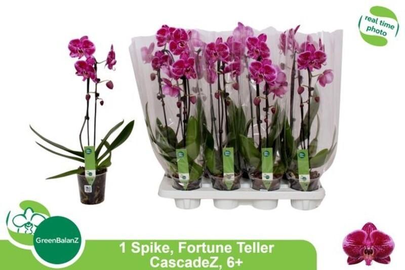 Phalaenopsis Cascade purple